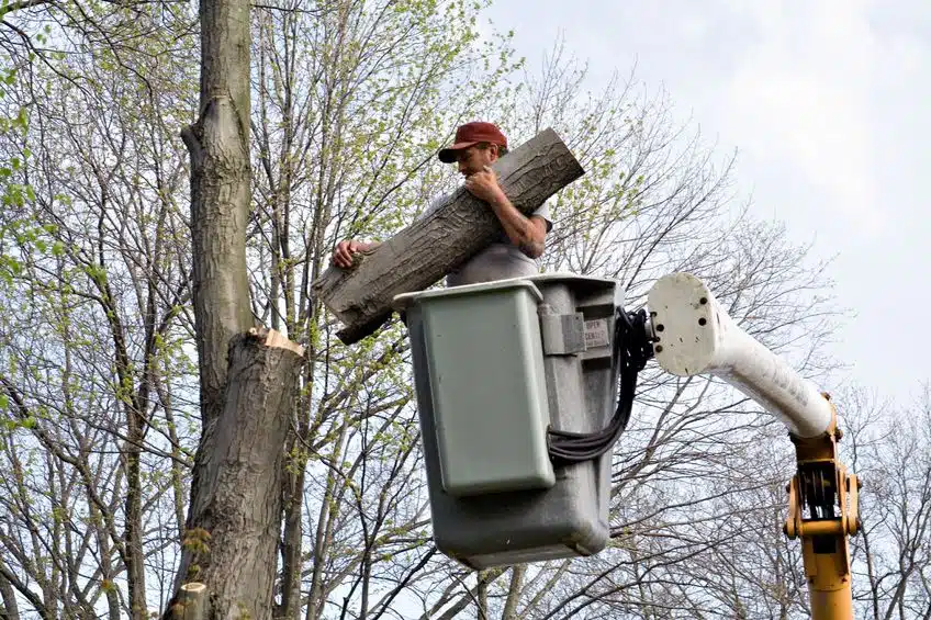 prix-abattage-dun-arbre